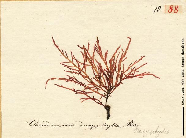Chondria dasyphylla_88.jpg